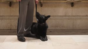 A black dog sits attentively next to a person wearing gray trousers and black shoes in a building with marble floors.