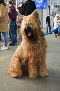 A shaggy brown briard dog sitting on a concrete floor at a dog show, with people in the background.