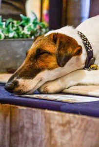 A jack russell terrier sleeping on a blue mat, with its head resting on the edge of a table, near a potted plant.