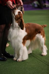 A well-groomed brown and white spaniel standing on artificial turf, looking up attentively at a handler who is partially visible.