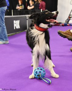 A black and white border collie with a red "veni" bandana holding a blue tug rope in its mouth, standing on a purple surface with a blue ball and leash nearby.