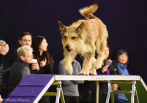 A tan dog with perked ears runs across a purple and white agility ramp during a competition, with spectators in the background.