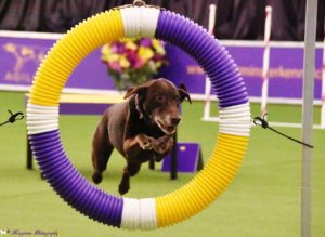 A brown dog mid-air jumping through a yellow, purple, and white hoop during an agility competition with a floral backdrop.