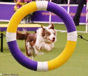 A border collie with brown and white fur jumping through a large, multicolored hoop during an agility course event.