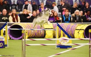 A border collie jumping over a hurdle at a dog agility championship event, with spectators watching in the background.