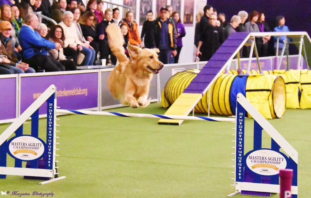 Westminster Agility Championships (9) DailyDogDevotional's