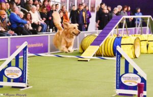 A golden retriever leaping over an obstacle during a masters agility championship event, with spectators watching in the background.