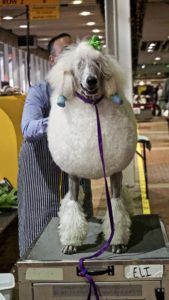 A white poodle with stylishly groomed fur and colorful hair accessories stands on a grooming table, with a person in a striped apron behind it.