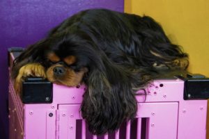 A cavalier king charles spaniel sleeping on top of a pink dog crate, with its long black and brown fur draped over the sides.