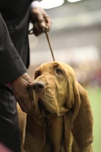 Dog handler adjusting a bloodhound's face at a dog show, focusing on the dog's expression and details.