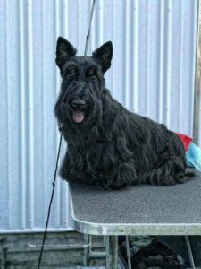 A black scottish terrier sitting on a table against a corrugated metal background, with its tongue slightly out.