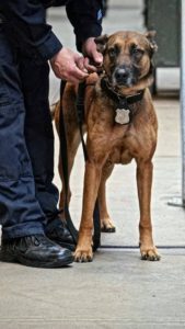 A police dog wearing a badge stands attentively while being handled by a police officer, focusing on something off-camera.