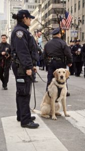 A police officer with a service dog on a leash standing in a city street, surrounded by other officers during an event.