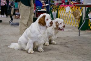 Two clumber spaniels sitting attentively at a dog show, surrounded by people and dog show paraphernalia.