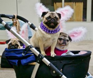 Three pugs in a stroller, dressed in costumes with bunny ears and necklaces, one standing and two sitting, looking at the camera.