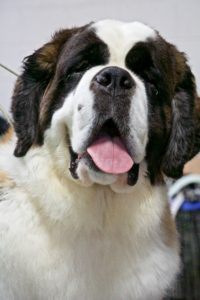 Close-up of a saint bernard dog with its tongue out, looking directly at the camera.