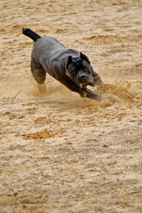 A black dog running energetically on a sandy surface, kicking up dirt as it moves with its tongue out.