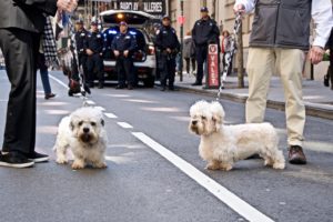 Two fluffy white dogs on leashes standing on a city street, with their owners and police officers in the background.