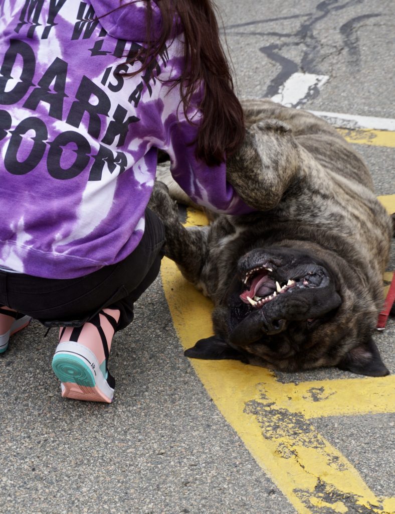 A dog lying down on the road accepting a belly rub
