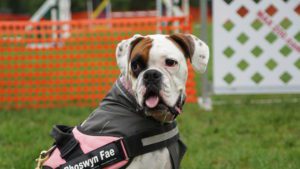 A bulldog wearing a pink service vest looks directly at the camera, with a blurred background featuring a patterned fence.