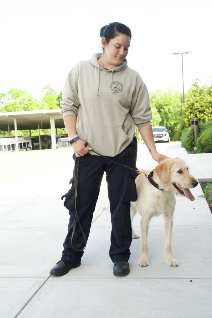 A woman in a casual hoodie and pants walks a labrador retriever on a leash along a paved path outdoors.