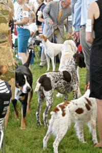 Dogs and handlers at a dog show, with various breeds interacting in a busy, tented area.