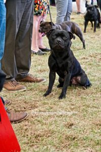 Leashed black pug waiting in a line with its handler
