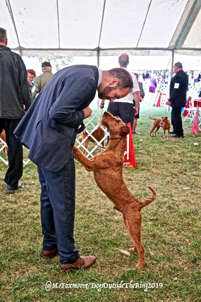 Brown Terrier standing on its hind legs and placing its front paws on its handler’s knees to look at the handler’s eyes