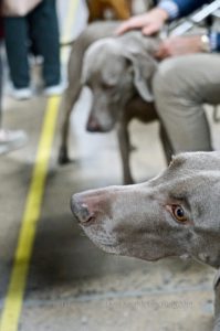 Close-up of a grey weimaraner dog's face with focused eyes, blurred background showing another weimaraner and people in a casual setting.