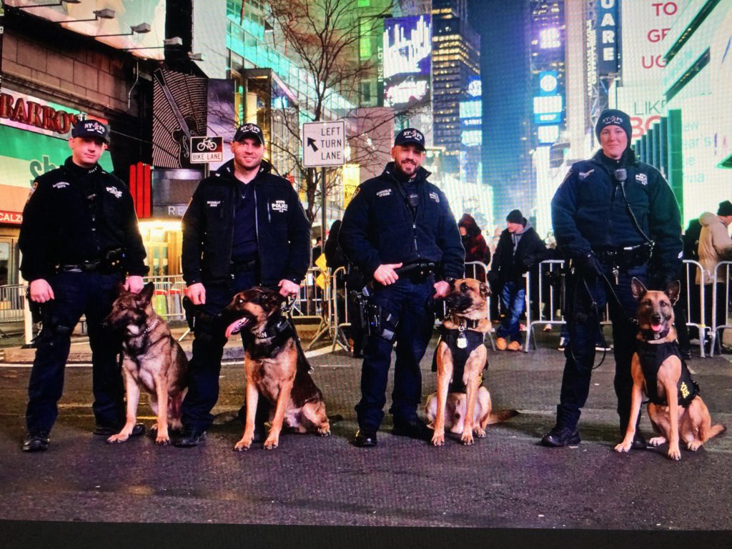 Four police officers with their German Shepard police dogs