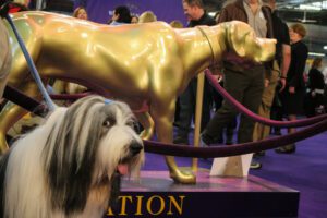 A Bearded Collie posing with a golden statue of a dog