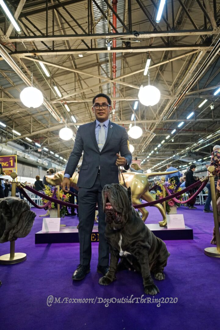 Neapolitan Mastiff standing on a royal purple carpeted floor with its dog handler