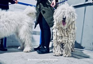 White Komondor standing next to its handler