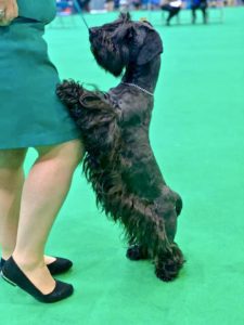 Kerry Blue Terrier standing on its hind legs to place its front paws on its female handler’s bended knee