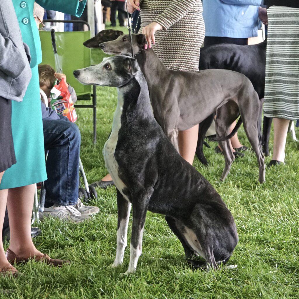 A pack of Salukis with their respective handlers