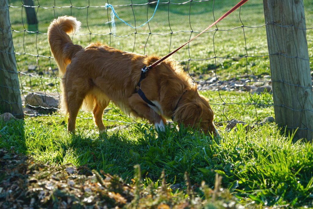 Golden Retriever sniffing and digging at the ground