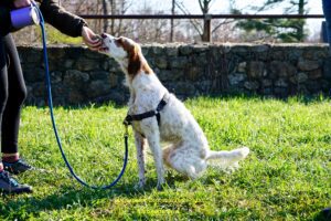 Tall, brown-and-white dog taking a treat from its handler’s hand