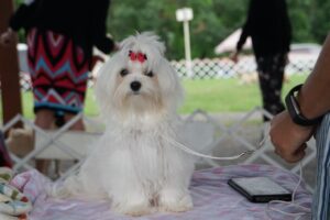 A small white dog with a red bow on its head sits on a pink blanket at an outdoor event, held by a leash by an individual visible only from the waist down.