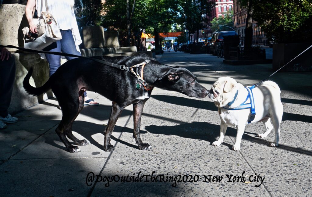 Two dogs sniffing each other