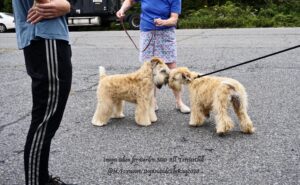 Two cream colored Terriers sniffing each other