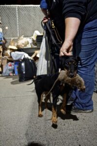 Black Doberman Pinscher holding a dead rat in its mouth while its handler adjusts the dog leash