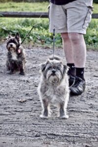 Two Terriers near each other in a muddy field