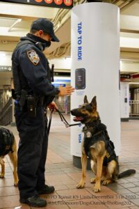 Police man holding a hand up to instruct a German Shepard police dog