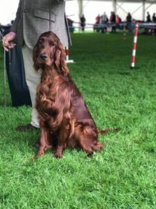 : Long-haired, brown Irish Setter sitting tall on a grass field next to its handler