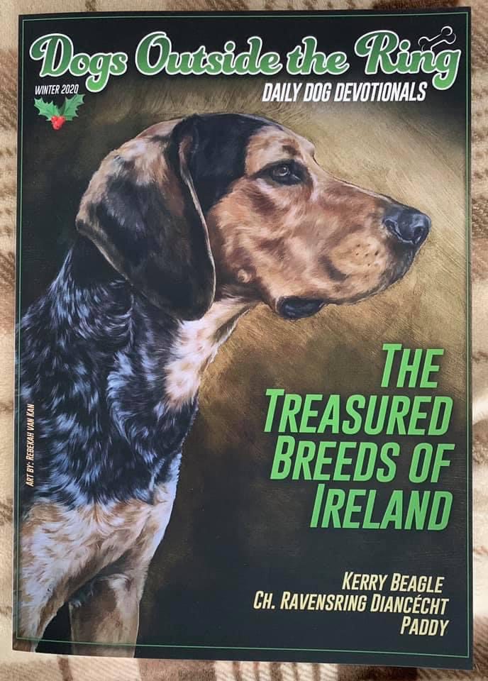 Side profile of a Kerry Beagle as the cover of the Dog Outside the Ring magazine