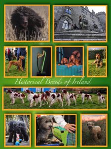 A picture collage of black dogs, a stone church, small brown dogs, and brown-and-white dogs from Ireland