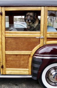 A dog inside a vintage car