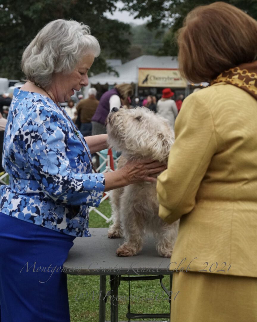 An old woman looking at a white Terrier dog