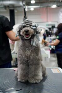 A hairy grey dog with hair curlers