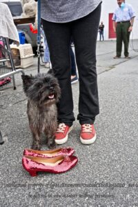 A small dog standing next to two red shoes